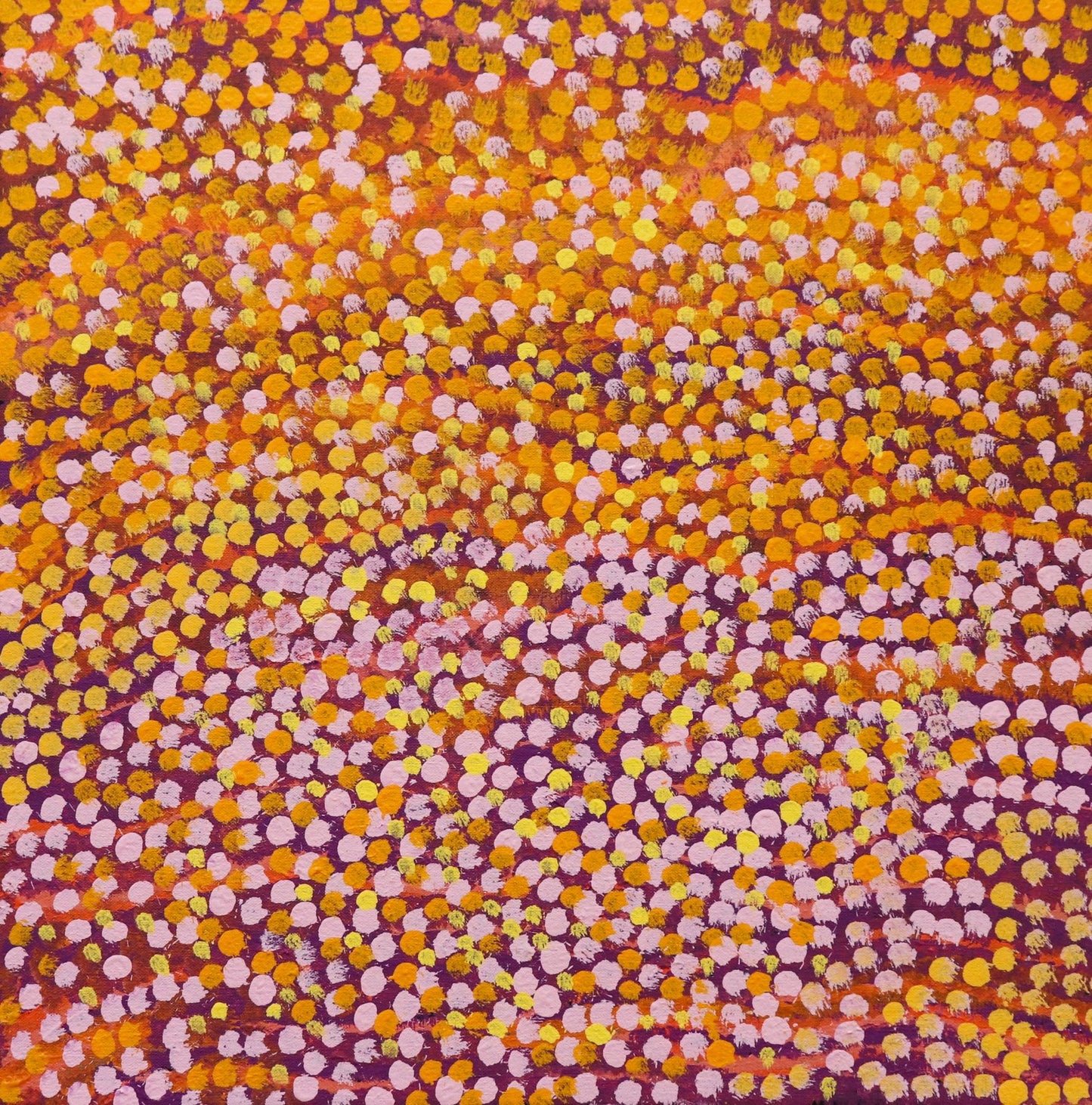 289-25 Wattle and Mulla Mulla on the Tanami. 50 x 50 Acrylic on Canvas